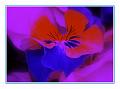 © Bloemen en planten 15  